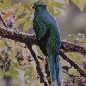 Meet your Posher, Monica